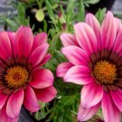 KIMIZA - 30+ GAZANIA KISS ROSE FLOWER SEEDS / DROUGHT-TOLERANT / RESEEDING ANNUAL