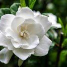 KIMIZA - 15+ WHITE GARDENIA FLOWER SEEDS / LONG LASTING PERENNIAL / GARDEN OR INDOORS