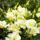 KIMIZA - 20+ YELLOW LISIANTHUS FLOWER SEEDS / LONG LASTING ANNUAL GREAT CUT FLOWER GIFT