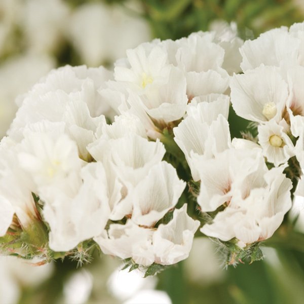 KIMIZA - 50+ WHITE STATICE FLOWER SEEDS / LONG LASTING ANNUAL / GREAT GIFT