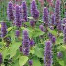 KIMIZA - 50+ LAVENDER HYSSOP AGASTACHE FLOWER SEEDS / PERENNIAL