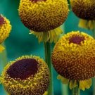 KIMIZA - 50+ HELENIUM AUTUMN LOLLIPOP PERENNIAL FLOWER SEEDS