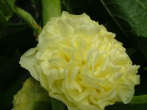 KIMIZA - YELLOW 11 FT TALL GIANT YELLOW DOUBLE HOLLYHOCK FLOWER SEEDS 35+ PERENNIAL