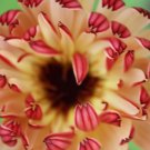 KIMIZA - 40+ CALENDULA TOUCH OF RED FLOWER SEEDS / LONG LASTING RE-SEEDING ANNUAL