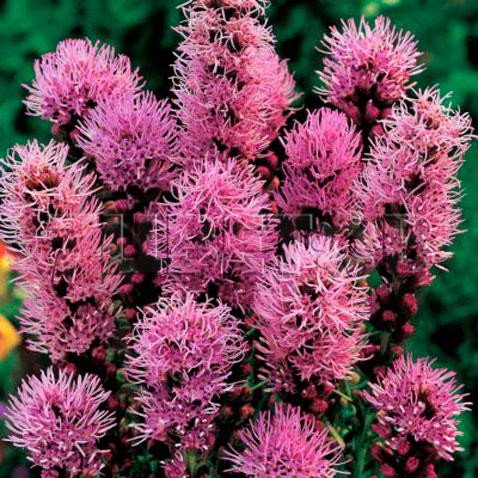 KIMIZA - 50+ LIATRIS PRAIRIE BLAZING STAR / PERENNIAL FLOWER SEEDS