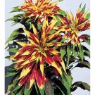KIMIZA - 50+ AMARANTHUS TRI-COLOR SPLENDENS PERFECTA LONG LASTING ANNUAL FLOWER SEED