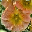KIMIZA - 30+ GIANT APRICOT DANISH HOLLYHOCK ALCEA FLOWER SEEDS / PERENNIAL