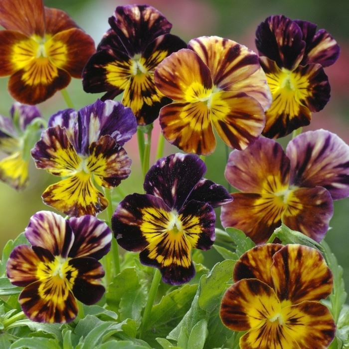 KIMIZA - NEW! 25+ BRUSH STROKES VIOLA FLOWER SEEDS MIX / SHADE PERENNIAL