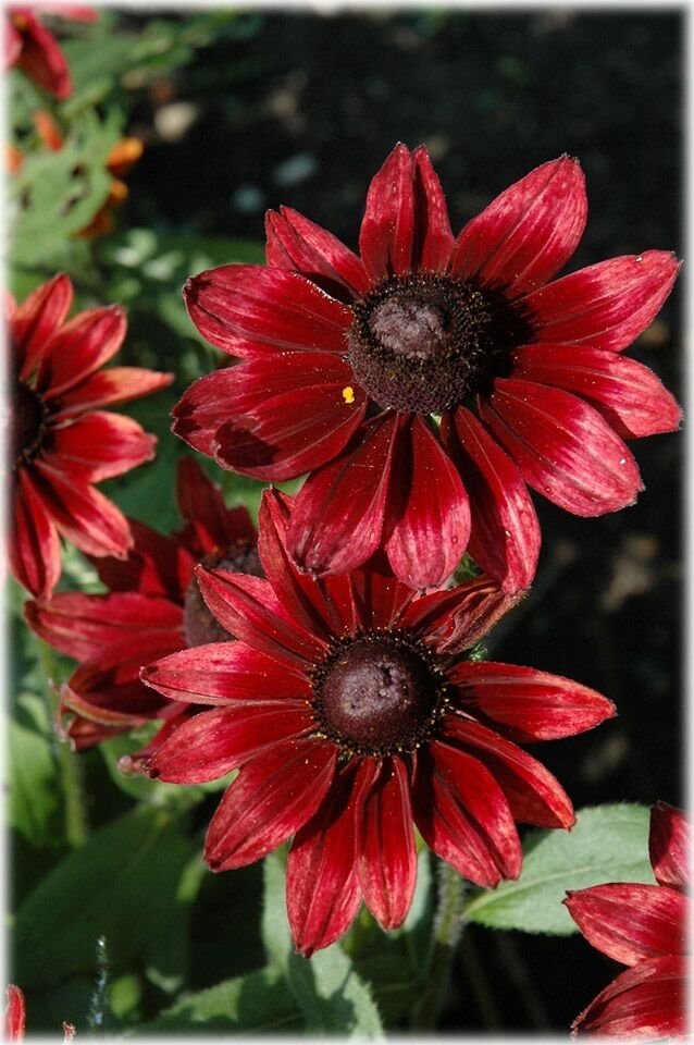 KIMIZA - NEW 50+ CHERRY BRANDY RUDBECKIA FLOWER SEEDS / PERENNIAL