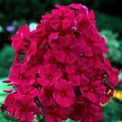 KIMIZA - NEW!! 30+ FRAGRANT RED PHLOX FLOWER SEEDS / SHADE PERENNIAL