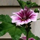 KIMIZA - NEW! 30+ ZEBRA HOLLYHOCK MALVA FLOWER SEEDS / PERENNIAL