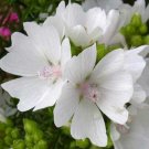 KIMIZA - 30+ APPLEBLOSSOM MALVA MOSCHATA FLOWER SEEDS / PERENNIAL