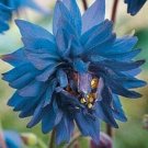 KIMIZA - 25+ BLUE BARLOW COLUMBINE AQUILEGIA FLOWER SEEDS / PERENNIAL