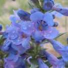 KIMIZA - 50+ PENSTEMON ANGUSTIFOLIUS BEARDTONGUE FLOWER SEEDS / PERENNIAL