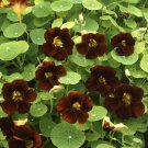 KIMIZA - NEW! 35+ BLACK VELVET NASTURTIUM FLOWER SEEDS / Long Lasting ANNUAL