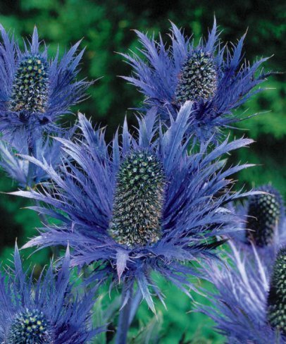 KIMIZA - 30+ ALPINE SEA HOLLY ERYNGIUM FLOWER SEEDS / PERENNIAL