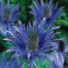 KIMIZA - 30+ ALPINE SEA HOLLY ERYNGIUM FLOWER SEEDS / PERENNIAL