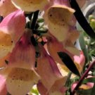KIMIZA - 50+ STRAWBERRY FOXGLOVE DIGITALIS FLOWER SEEDS / PERENNIAL