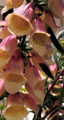 KIMIZA - 50+ STRAWBERRY FOXGLOVE DIGITALIS FLOWER SEEDS / PERENNIAL