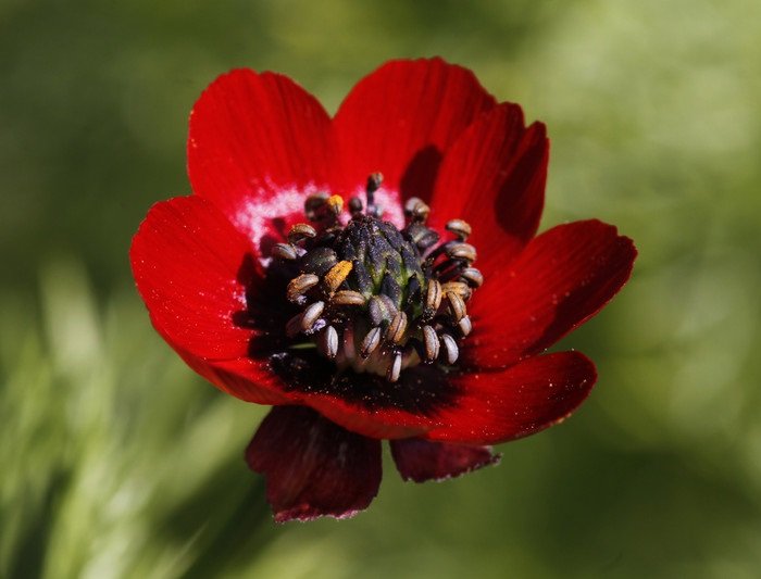 KIMIZA - 25+ PHEASANT EYE ADONIS FLOWER SEEDS / PERENNIAL