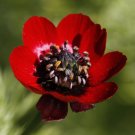KIMIZA - 25+ PHEASANT EYE ADONIS FLOWER SEEDS / PERENNIAL