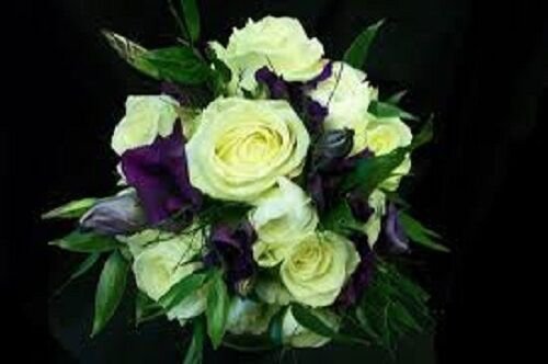 KIMIZA - 20+ YELLOW AND PURPLE LISIANTHUS FLOWER SEEDS MIX / ANNUAL