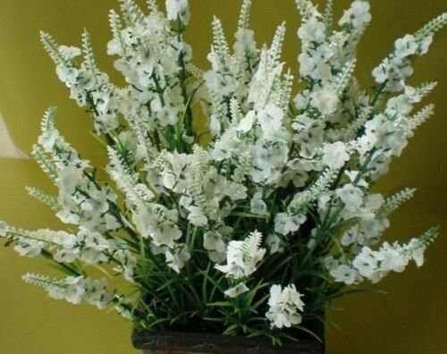 KIMIZA - MOST FRAGRANT! 30+ WHITE LAVENDULA / WHITE LAVENDER FLOWER SEEDS / PERENNIAL