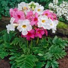 KIMIZA - 25+ INCARVILLEA HARDY GLOXINIA / CREAM & ROSY PURPLE MIX PERENNIAL FLOWER SEEDS