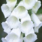 KIMIZA - 50+ PURE WHITE FOXGLOVE DIGITALIS FLOWER SEEDS/ PERENNIAL