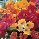 KIMIZA - 40+ NEMESIA CARNIVAL MIX FLOWER SEEDS /ANNUAL / SWEET COCONUT SCENT