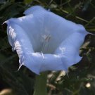 KIMIZA - NEW!! 10+ BLUE ANGELS TRUMPET DATURA FLOWER SEEDS ANNUAL