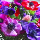 KIMIZA - NEW! 20+ ANEMONE DECAEN MIX FLOWER SEEDS / PERENNIAL