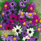 KIMIZA - 50+ BRACHYCOME SPLENDOR MIX FLOWER SEEDS / ANNUAL