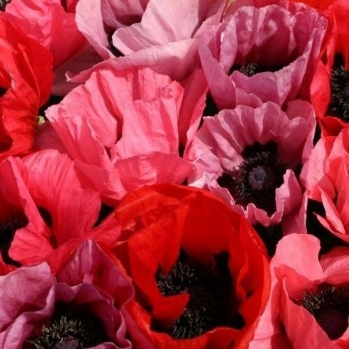 KIMIZA - 40+ FRUIT PUNCH PAPAVER ORIENTALE POPPY FLOWER SEEDS MIX / RESEEDING ANNUAL