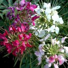 KIMIZA - GIANT QUEEN MIX CLEOME / SPIDER FLOWER SEEDS / PERENNIAL