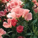 KIMIZA - 50+ SALMON COLOR CLARKIA FLOWER SEEDS / RE-SEEDING ANNUAL / GODETIA