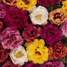 KIMIZA - 50+ MOSS ROSE TEQUILA MIX PORTULACA ANNUAL SUCCULENT GROUNDCOVER FLOWER SEEDS