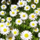 KIMIZA - 100+ WHITE ROMAN CHAMOMILE FLOWER SEEDS / PERENNIAL