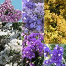 KIMIZA - 50+ STATICE PASTEL SHADES FLOWER SEEDS MIX / Long Last ANNUAL / DEER RESISTANT
