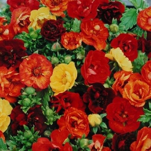 KIMIZA - 40+ MELTEN FIRE POTENTILLA NEPALENSIS FLOWER SEED MIX / HARDY PERENNIAL