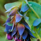KIMIZA - 25+ CERINTHE BLUE SHRIMP PRIDE OF GIBRALTAR FLOWER SEEDS / SELF-SEEDING
