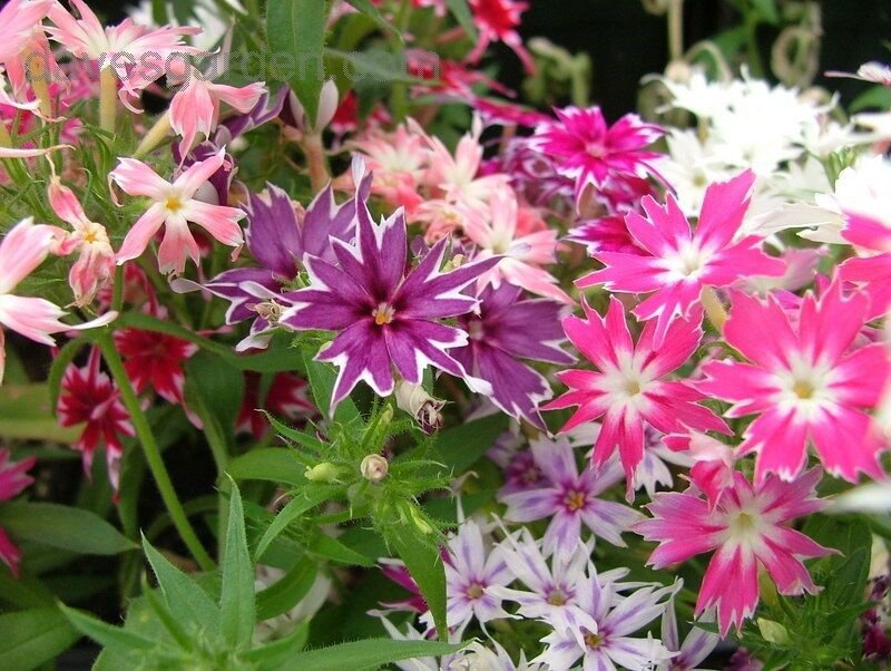 KIMIZA - 30+ TWINKLE STAR MIX PHLOX FLOWER SEEDS / SHADE PERENNIAL