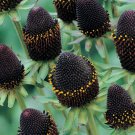 KIMIZA - GIANT 30+ GREEN WIZARD RUDBECKIA FLOWER SEEDS