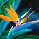 KIMIZA - 10+ STRELITZIA REGINAE BIRD OF PARADISE FLOWER SEEDS