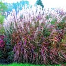 KIMIZA - 30+ MISCANTHUS FLAME GRASS ORNAMENTAL GRASS SEEDS / HARDY PERENNIAL