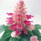 KIMIZA - 40+ BURGANDY HALO BI-COLOR SALVIA FLOWER SEEDS PERENNIAL DROUGHT TOLERANT SAGE