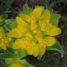 KIMIZA - 30+ EUPHORBIA POLYCHROMA FLOWER SEEDS / PERENNIAL / DROUGHT TOLERANT