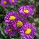 KIMIZA - 50+ ERIGERON AZURE FAIRY PERENNIAL FLOWER SEEDS/DROUGHT TOLERANT/FLEA REPELLANT