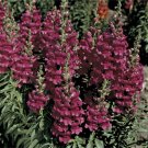 KIMIZA - 30+ "BLACK PRINCE" SNAPDRAGON FLOWER SEEDS / ANNUAL / ANTIRRHINUM