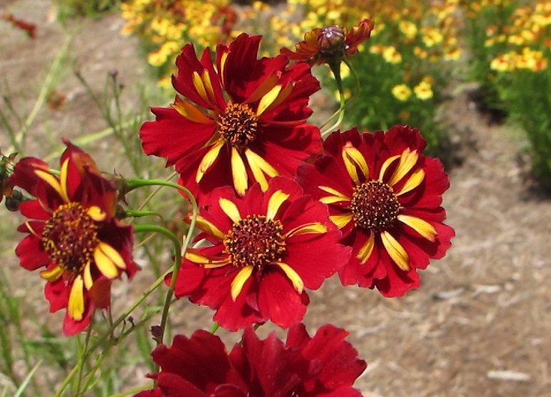 KIMIZA - 50+ COREOPSIS ROULETTE BI-COLOR RE-SEEDING ANNUAL FLOWER SEEDS